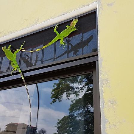 Yellow House ケポス エクステリア 写真
